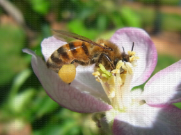 Butinage d'une fleur de pommier, belle pelote de pollen